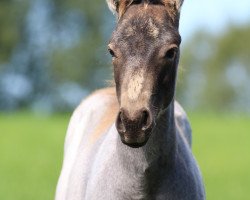 Pferd JGWIMPYSDRESSEDROYAL (Quarter Horse, 2023)