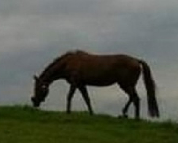 dressage horse Rivana (Oldenburg, 2004, from Relevant)