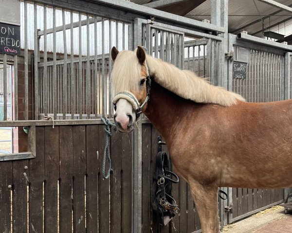 dressage horse Alfredo (Haflinger, 2019, from Liz. Alvermann)