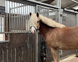 dressage horse Alfredo (Haflinger, 2019, from Liz. Alvermann)