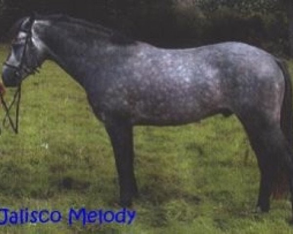stallion Jalisco Melody (Connemara Pony, 1997, from Idenoir)