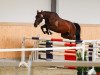 jumper Pippilotta C (Oldenburg show jumper, 2019, from Karl von Linde P)