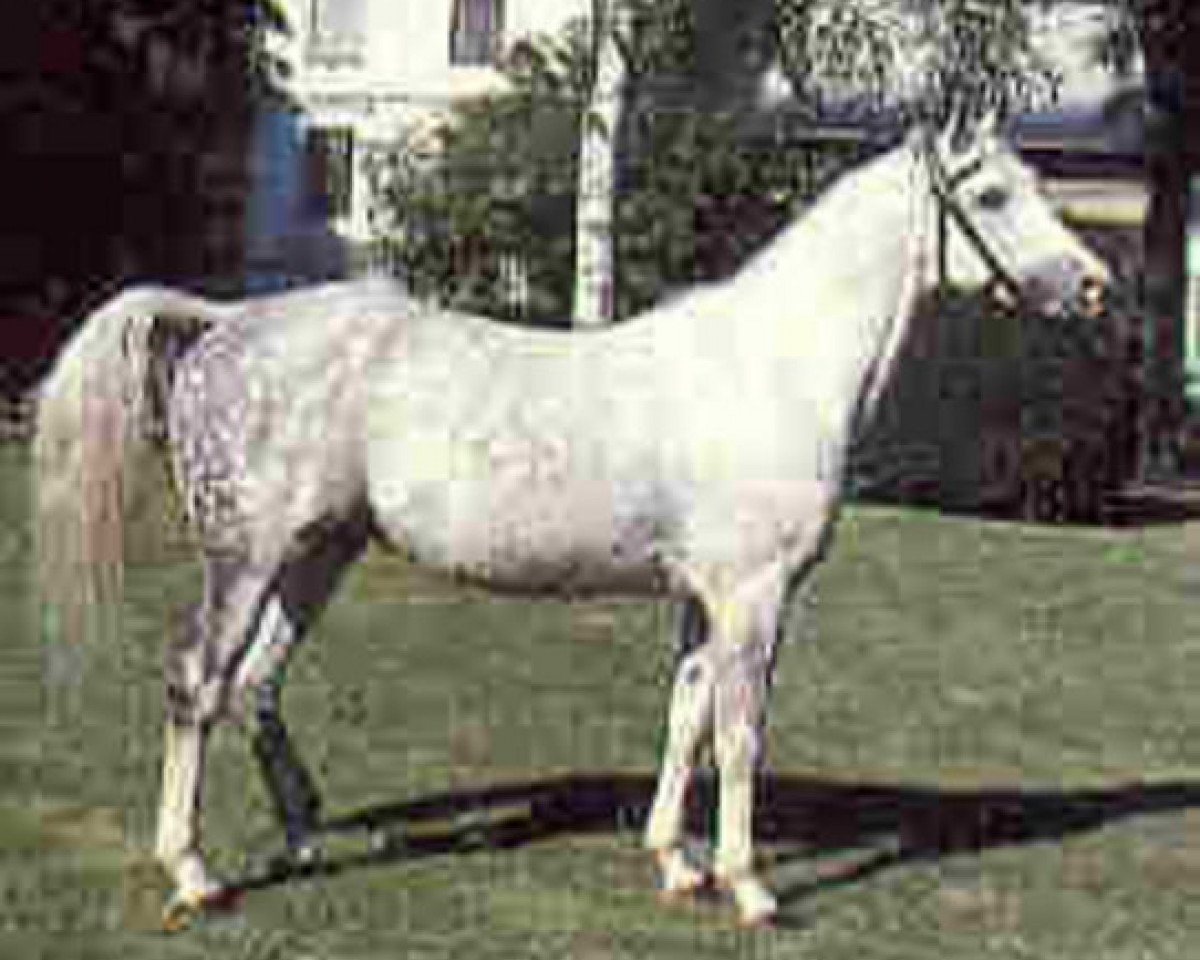 Deckhengst Begon ox (Vollblutaraber, 1974, von Baj ox)