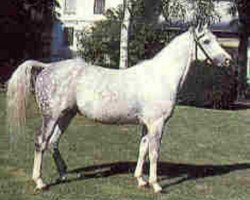 stallion Begon ox (Arabian thoroughbred, 1974, from Baj ox)