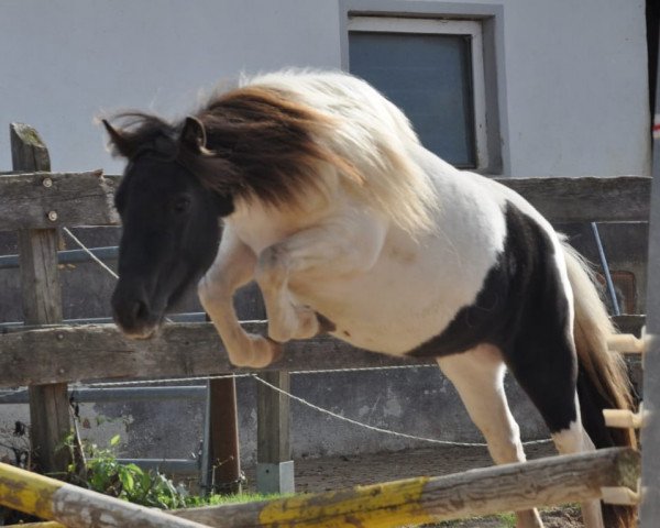 Zuchtstute Pocahontas (Shetland Pony, 2019, von Kronprinz van den Niederlanden)