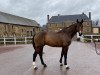 Deckhengst Quanan Rouge (Selle Français, 2004, von Kannan)