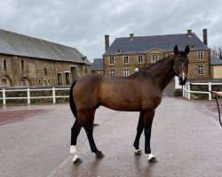 stallion Quanan Rouge (Selle Français, 2004, from Kannan)