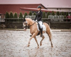 dressage horse Piece of gold Z (German Riding Pony, 2017, from Paul SG)