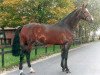stallion Lux Z (Hanoverian, 1988, from Lord Calando)