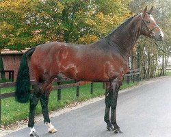 stallion Lux Z (Hanoverian, 1988, from Lord Calando)