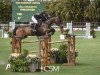 jumper Essenar Crixus (Irish Sport Horse, 2010, from Luidam)