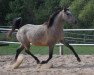 broodmare Twilight (German Warmblood, 2019, from D-Power AT)