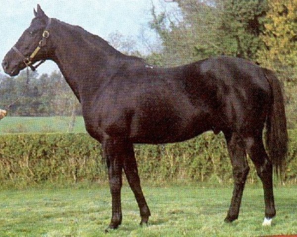 stallion Amen xx (Thoroughbred, 1970, from Ruysdael xx)