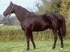 stallion Amen xx (Thoroughbred, 1970, from Ruysdael xx)