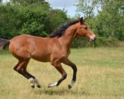 Springpferd Stute von Clarimo / Levantos I (Holsteiner, 2023, von Clarimo Ask)