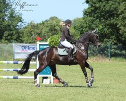 jumper Companero 22 (Oldenburg show jumper, 2014, from Cinsey)