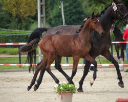 Pferd Blind Date (Westfale, 2023, von Babylon Berlin)