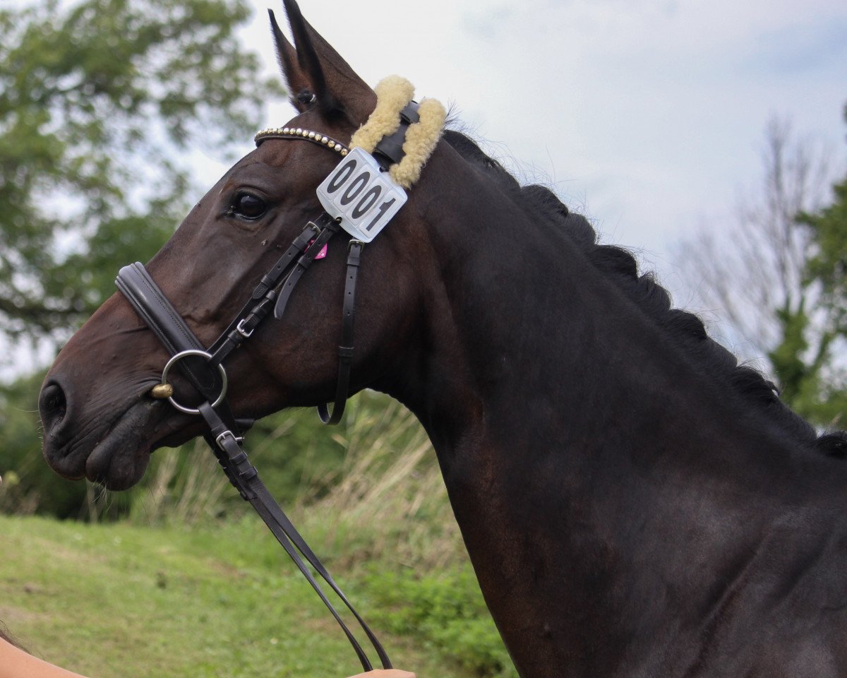 broodmare Calinka (Westphalian, 2015, from Capote 3)