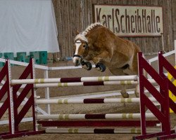 Springpferd Mississippi M (Haflinger, 2008, von Anthony)