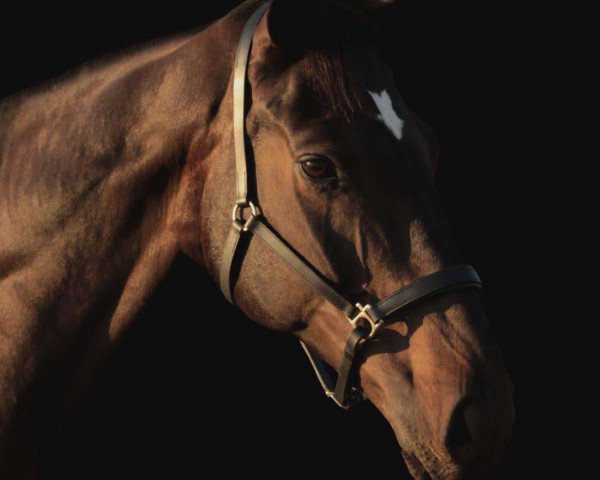 dressage horse Formidable 48 (Oldenburg, 2013, from Fürst Wilhelm)