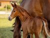 Dressurpferd Walegra K (Österreichisches Warmblut, 2023, von Fineline)