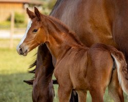 Dressurpferd Walegra K (Österreichisches Warmblut, 2023, von Fineline)