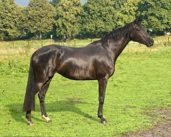 dressage horse Baron's Baila (Westphalian, 2019, from Baron)