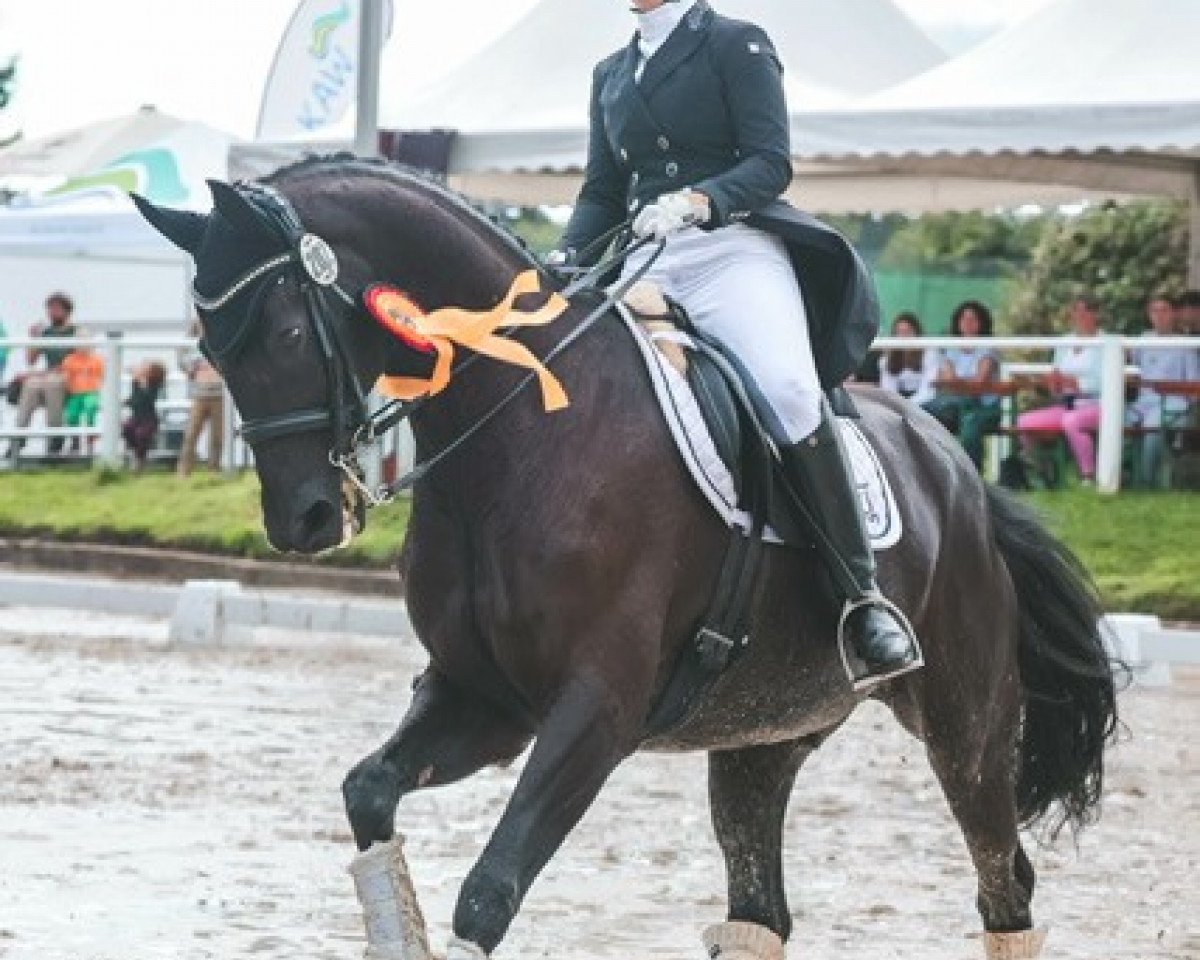 dressage horse Duke of Dawn H (Rhinelander, 2010, from Delamanga)