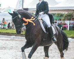 dressage horse Duke of Dawn H (Rhinelander, 2010, from Delamanga)