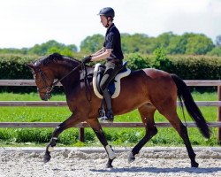 broodmare Marchessa (Oldenburg, 2010, from Fürst Romancier)