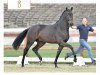 dressage horse Mentalist (Oldenburg, 2016, from Morricone)