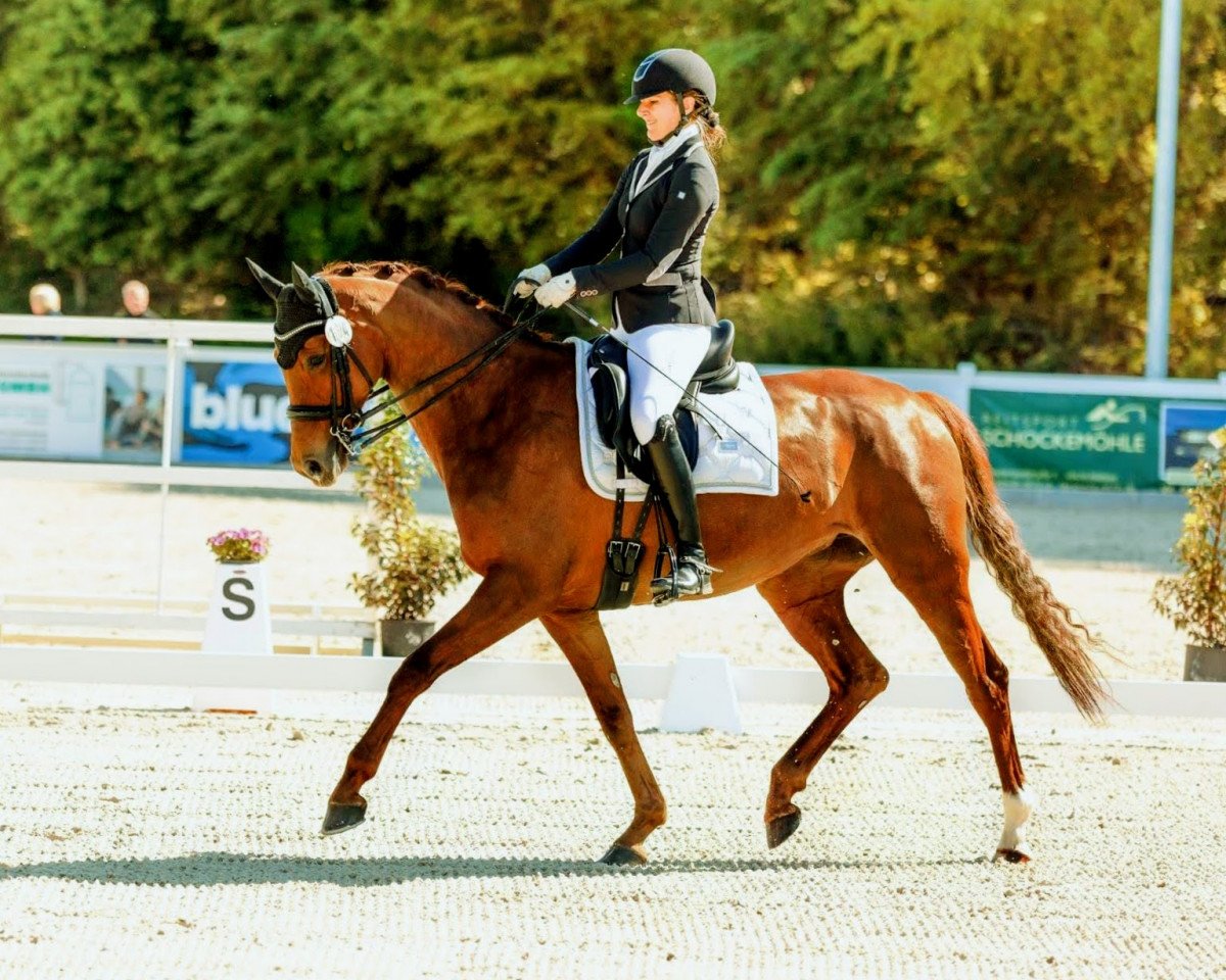 dressage horse Maracuja 9 (Oldenburg, 2015, from Don Nobless)
