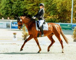 dressage horse Maracuja 9 (Oldenburg, 2015, from Don Nobless)