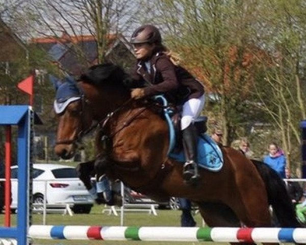 jumper Celano R (German Riding Pony, 2008, from Charivari)