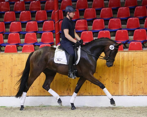 broodmare Mafalda (Oldenburg, 2014, from Fürst Romancier)