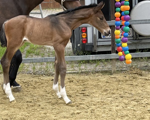 Dressurpferd Benito (Westfale, 2023, von Bonhoeffer)