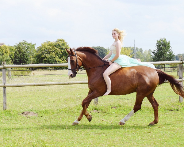 horse Nakito 3 (Westphalian, 2004, from Narew xx)