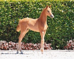 dressage horse Mia (Oldenburg, 2022, from Morricone)