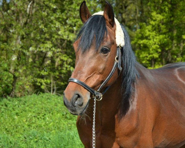 stallion Kalif B (German Riding Pony, 2002, from Kennedy WE)