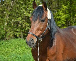 Pferd Kalif B (Deutsches Reitpony, 2002, von Kennedy WE)