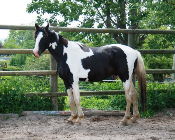 stallion Vip du Phoenix (Selle Français, 2009, from Ringo)