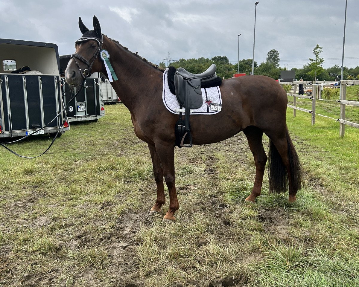 broodmare Damon's Sunshine (Westphalian, 2009, from Damon Hill)
