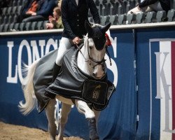 jumper Centogran (Oldenburg show jumper, 2009, from Cento)