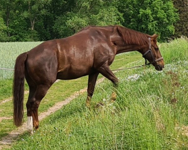 Pferd Wym Total (Oldenburger, 1998, von Welt Hit II)