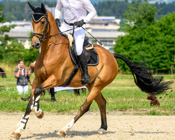 Springpferd Campino RZ (Deutsches Sportpferd, 2017, von Casanova Royal)
