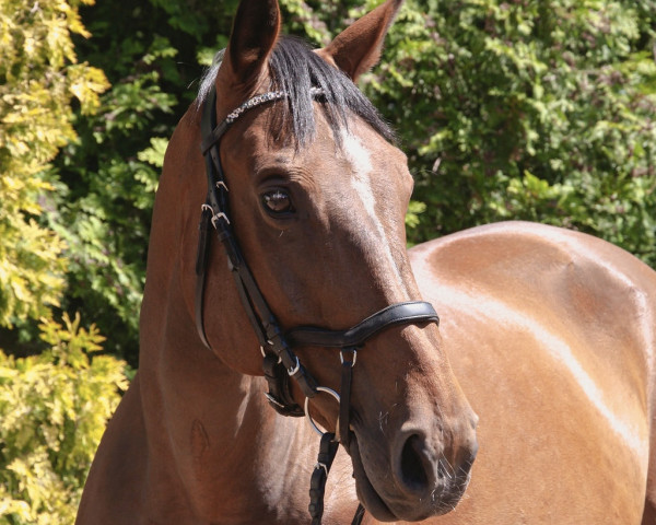 jumper Galeena 2 (German Sport Horse, 2007, from Guiness)