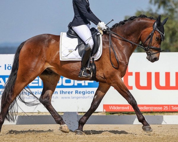 dressage horse Lema Ragtime CH (Swiss Warmblood, 2016, from Rubin Royal OLD)