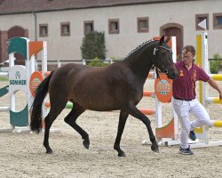 Pferd Altenklosterhof's Dijou (Deutsches Reitpony, 2019, von D-Power AT)