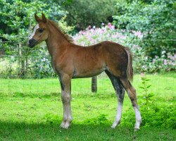 dressage horse Overflow Dancing Queen (UK Pony, 2023, from SF Detroit)