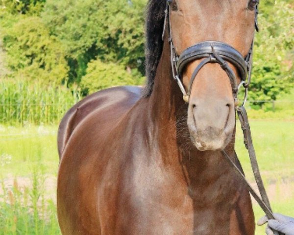 dressage horse Florence 184 (Hanoverian, 2018, from Fürstenball)